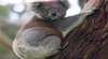 Oz e Wildlife