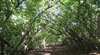 Eucalypt Trail