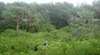 South Pacific Heathland Reserve