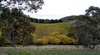 Mt Bera Vineyards