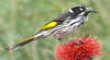 Birding South West