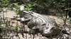 Daintree River Wildlife Cruises