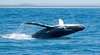 FantaSea Cruising Palm Beach