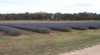 Aloomba Lavender