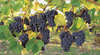 Hills Short Wine and Food Trail
