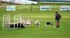 Supreme Champion Sheepdog Trial 2009