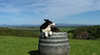 Windy Ridge Vineyard and Winery