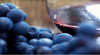 Mornington Peninsula October Pinot Week