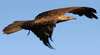 Western Australian Birds of Prey Centre