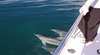 Dolphin Wild Cruises