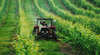 Jinglers Creek Vineyard