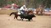 Maldon Campdraft