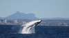 Coolangatta Whale Watch