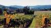 Boggy Creek Vineyards