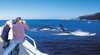 Tangalooma Whale Watch Cruises