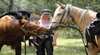 Giddee Up Horse Trail Rides
