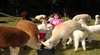 Humminghills Alpacas
