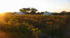 Maygars Hill Vineyard & Cottage