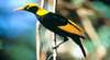 Bird Week