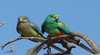 Red Centre Bird Week