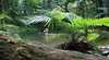 Daintree Tours