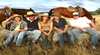 Jackaroo Jillaroo Downunder