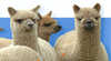 Victorian Alpaca Colourbration Spring Carnival 2009