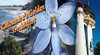 Caloundras Golden Orchidfest