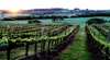 Philip Shaw Wines