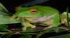 Australias Vanishing Frogs