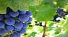 Coonawarra Discovery Tours