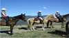 Centennial Glen Stables