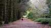 TCP Garden Tours
