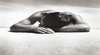Max Dupain and John Witzig Exhibition at Dickerson Gallery Sydney