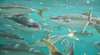 Arno Marine Tours
