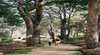 Law Trail and Lotterywest Federation Walkway, Kings Park