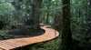 Tarkine Wilderness Walks