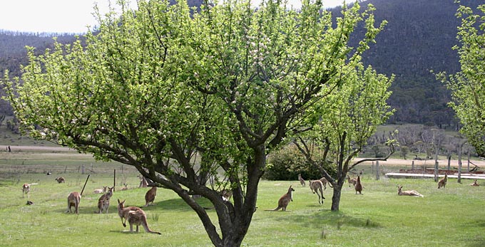 Tidbinbilla, Australian Capital Territory