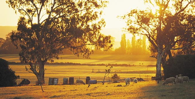 Central NSW - landscape sunrise/sunset rural other animals
