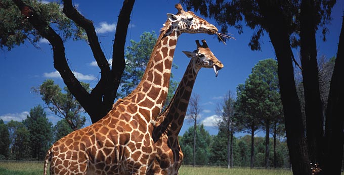 Dubbo, Central NSW - zoos