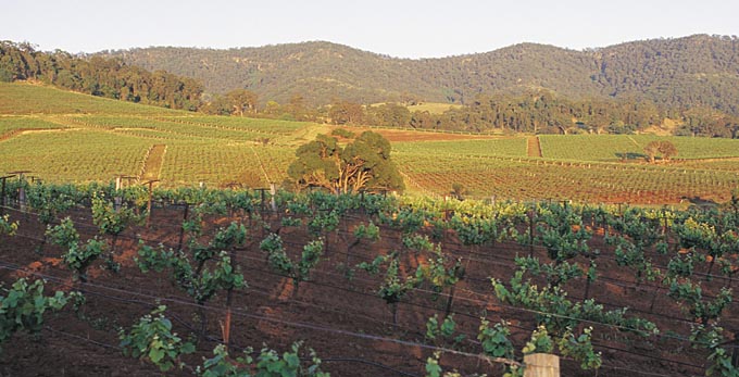 Hunter - landscape rural wineries