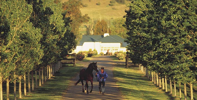 Scone, Hunter - rural horse riding