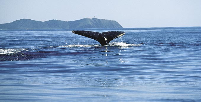 Byron Bay, Northern Rivers - coastal whales