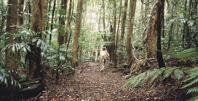 Lismore, Northern Rivers - rainforest bushwalking