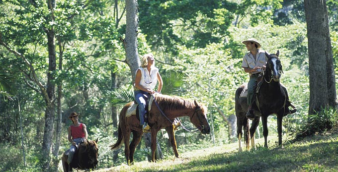 Mullumbimby, Northern Rivers - forest horse riding