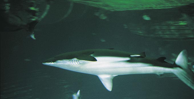 Darling Harbour, Sydney - marine life zoos