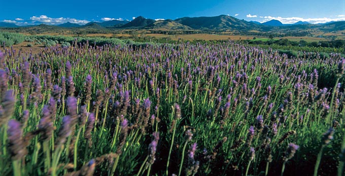 Boonah, Brisbane - landscape mountains rural flowers