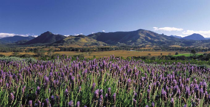 Boonah, Brisbane - landscape mountains flowers