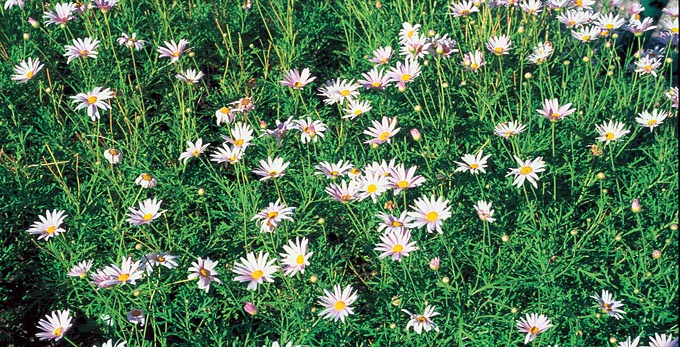 Milton Queensland, Brisbane - gardens flowers