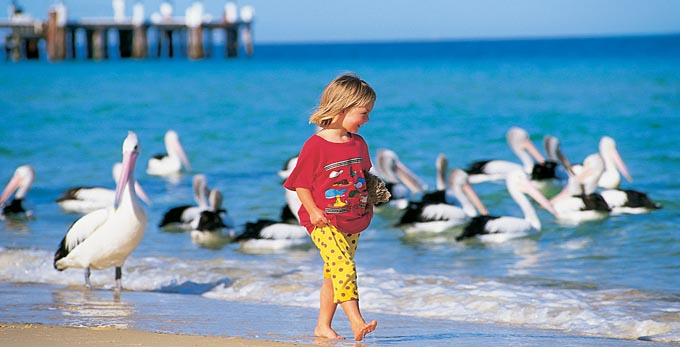 Moreton Island, Brisbane - beach coastal islands bird life